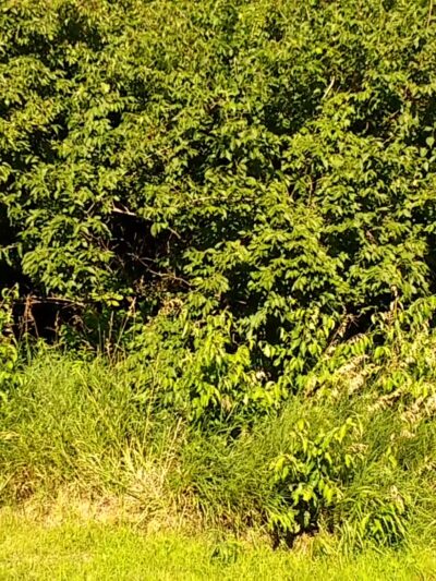 Cedar Bluffs Natural Area Trailhead - Oskaloosa, IA