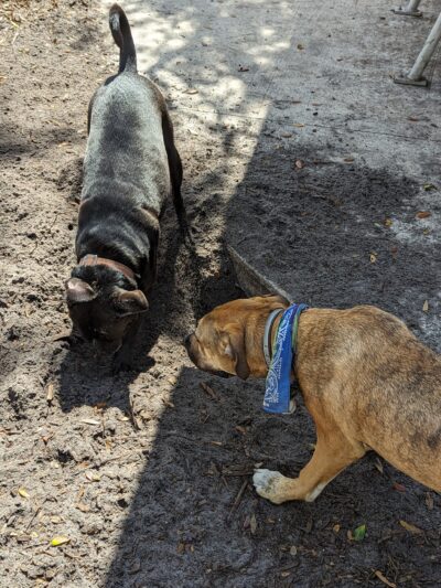 Osprey Dog Park - Osprey, FL