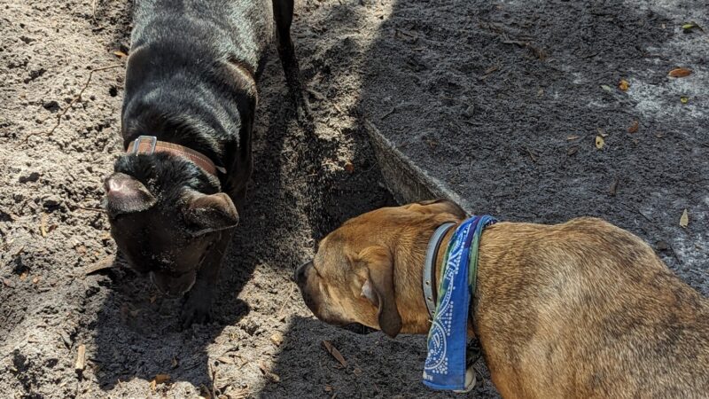 Osprey Dog Park - Osprey, FL