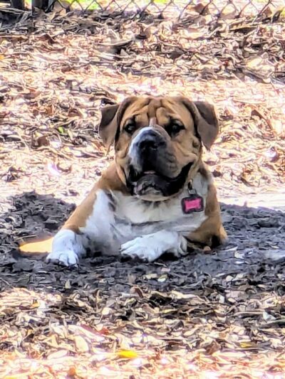 Osprey Dog Park - Osprey, FL