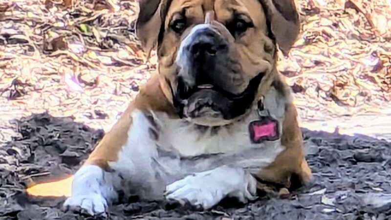 Osprey Dog Park - Osprey, FL