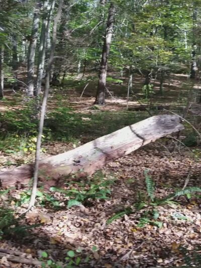 Kitchawan Preserve - Ossining, NY