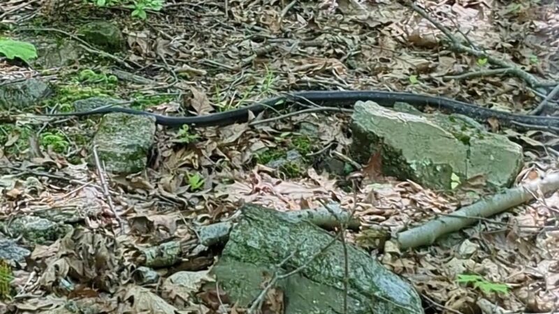 Sunny Ridge Preserve - Ossining, NY