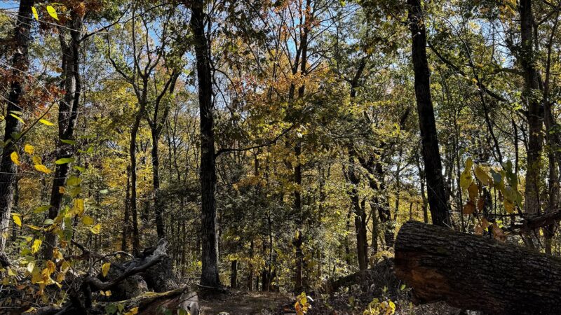 Sunny Ridge Preserve - Ossining, NY