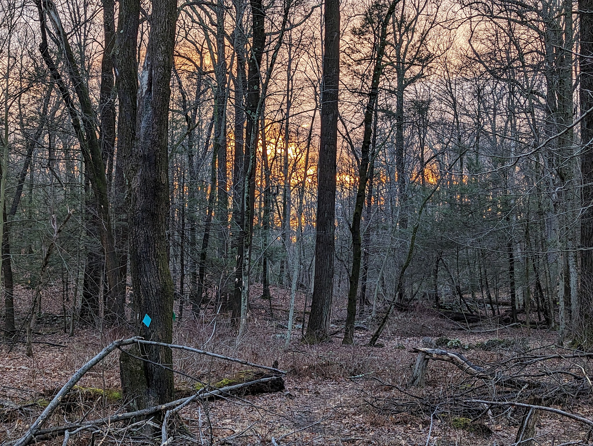 Sunny Ridge Sunny Ridge Preserve - Ossining, NY | Bark Park Finder
