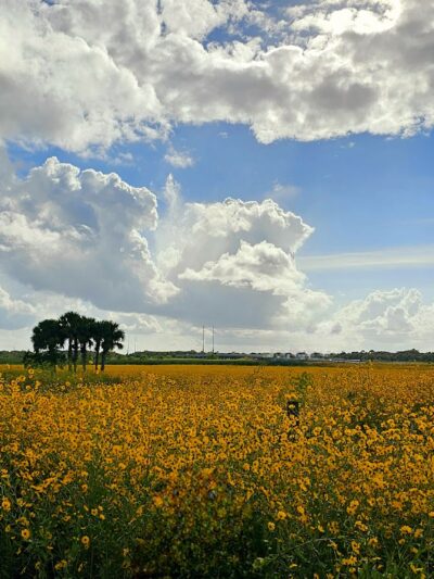 Lake Monroe Conservation Area - Osteen, FL
