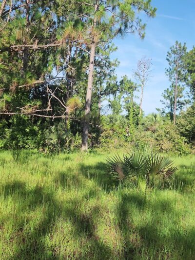 Lake Monroe Conservation Area - Osteen, FL