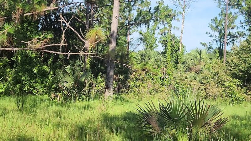 Lake Monroe Conservation Area - Osteen, FL