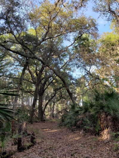 Lake Monroe Conservation Area - Osteen, FL