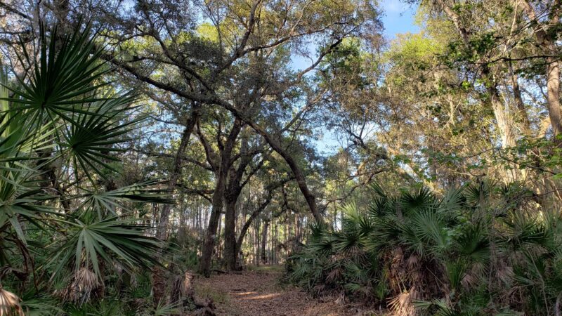 Lake Monroe Conservation Area - Osteen, FL