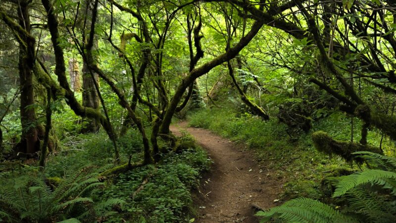 Cascade Head - Otis, OR
