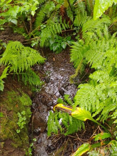 Cascade Head Preserve - Upper Trailhead - Otis, OR