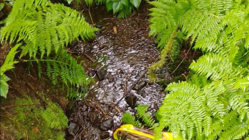 Cascade Head Preserve - Upper Trailhead - Otis, OR