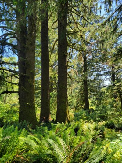 Cascade Head Preserve - Upper Trailhead - Otis, OR
