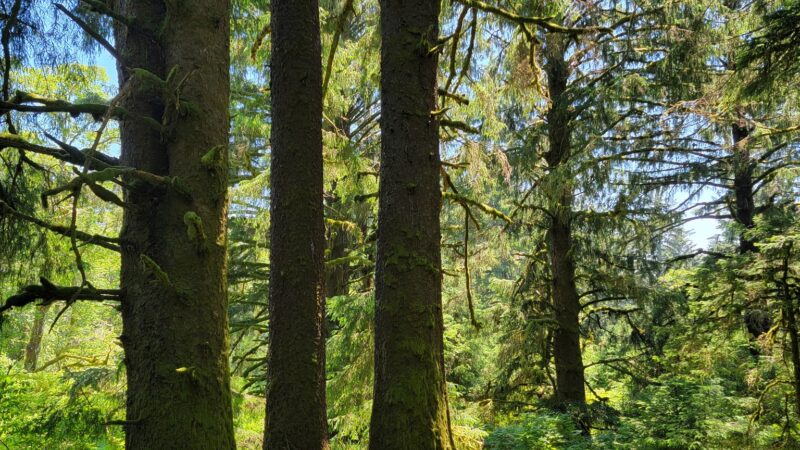 Cascade Head Preserve - Upper Trailhead - Otis, OR