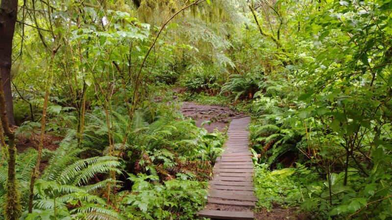Cascade Head Preserve - Upper Trailhead - Otis, OR