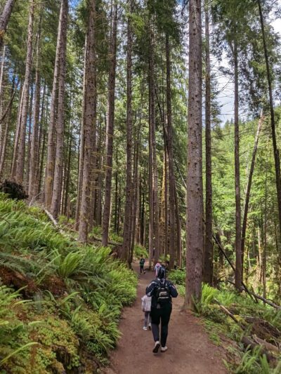 Drift Creek Falls Trail 1378 (Trail Head) - Otis, OR
