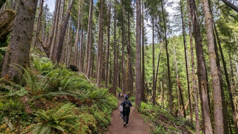 Drift Creek Falls Trail 1378 (Trail Head) - Otis, OR