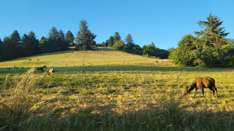 Knight Park - Otis, OR