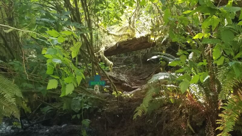 Van Duzer Park - Otis, OR