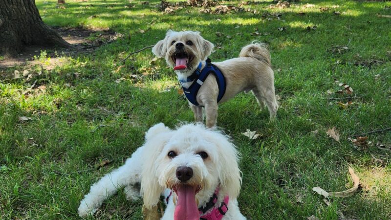 Bark Park - Ottawa, KS