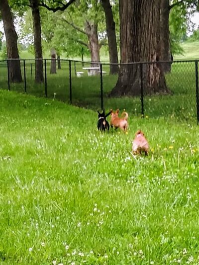 Bark Park - Ottawa, KS