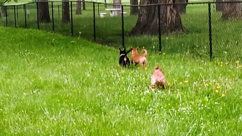 Bark Park - Ottawa, KS