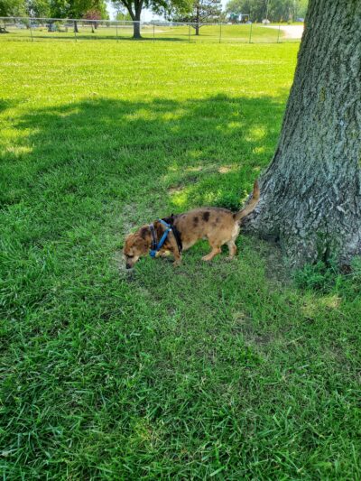 Dog Park - Ottumwa, IA