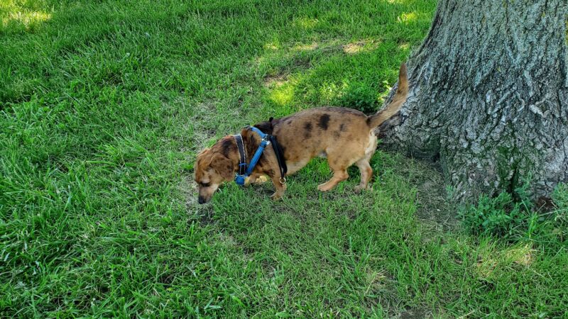 Dog Park - Ottumwa, IA