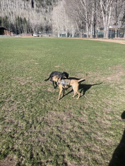 Ouray Dog Park - Ouray, CO