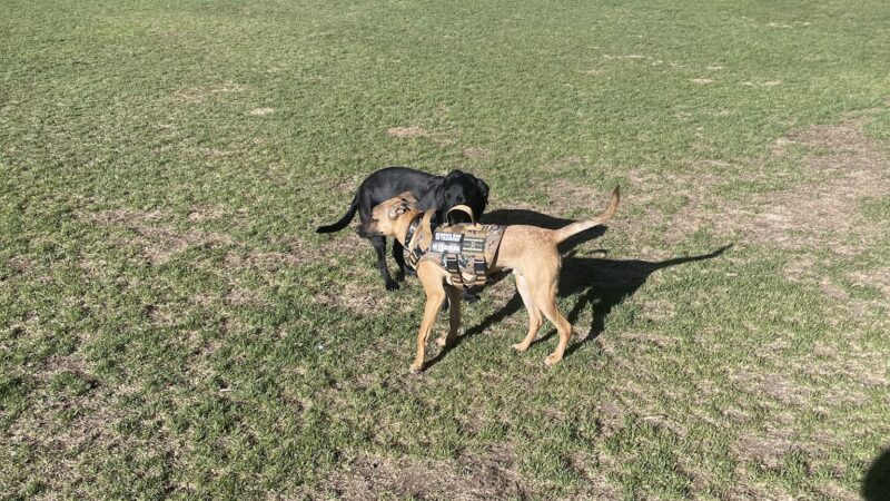 Ouray Dog Park - Ouray, CO