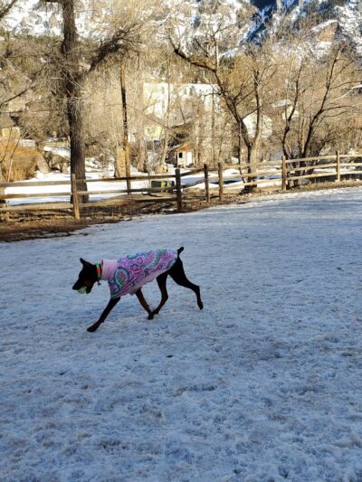 Ouray Dog Park - Ouray, CO