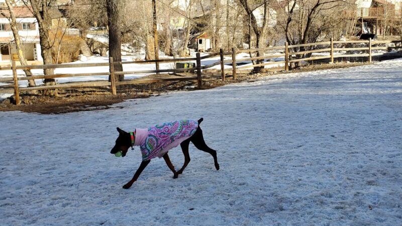 Ouray Dog Park - Ouray, CO