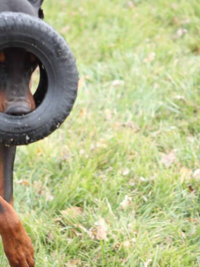 Woof Creek Kennel - Overland Park, KS