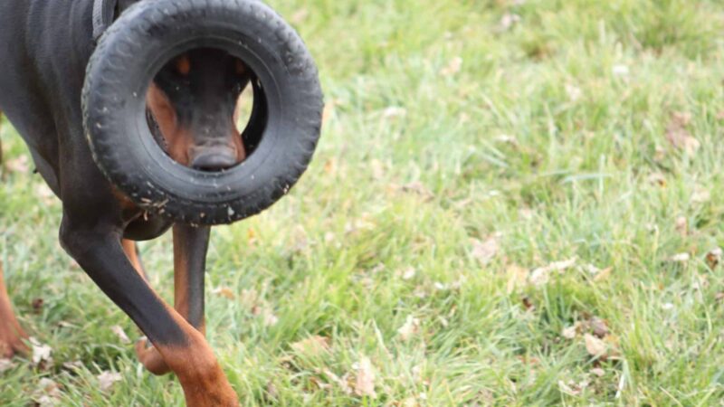 Woof Creek Kennel - Overland Park, KS