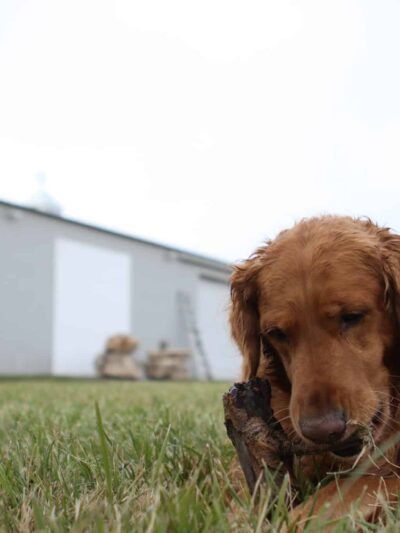 Woof Creek Kennel - Overland Park, KS