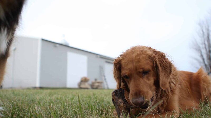 Woof Creek Kennel - Overland Park, KS