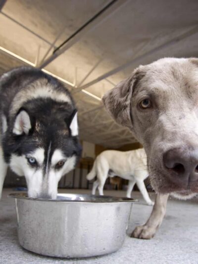 Woof Creek Kennel - Overland Park, KS