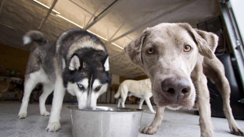 Woof Creek Kennel - Overland Park, KS