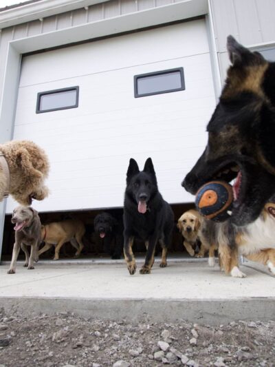 Woof Creek Kennel - Overland Park, KS