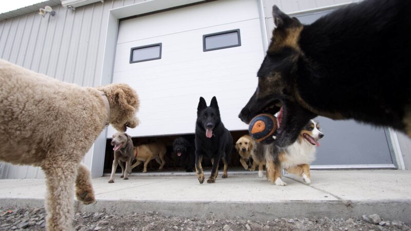 Woof Creek Kennel - Overland Park, KS