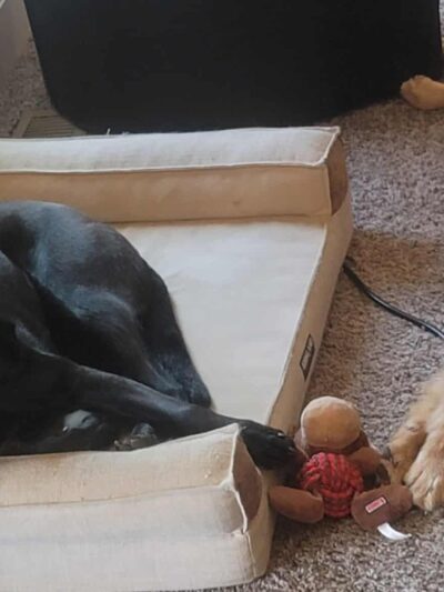 Woof Creek Kennel - Overland Park, KS