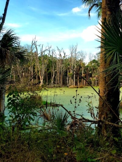 Lake Jesup Conservation Area East Tract Trailhead - Oviedo, FL