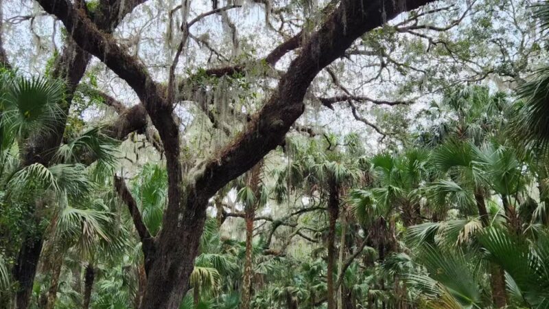 Lake Jesup Conservation Area East Tract Trailhead - Oviedo, FL