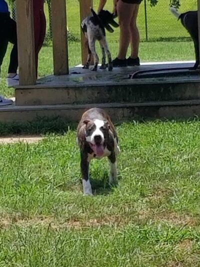 OLHS Dog Park - Oxford, MS
