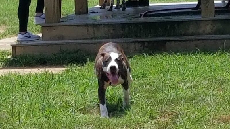 OLHS Dog Park - Oxford, MS