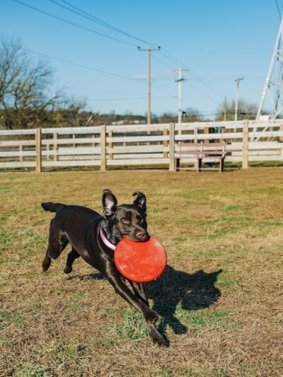 Oxford Area Recreation Dog Park - Oxford, PA