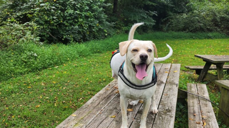 Oxford Area Recreation Dog Park - Oxford, PA