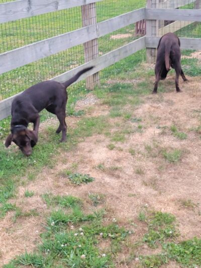 Oxford Area Recreation Dog Park - Oxford, PA