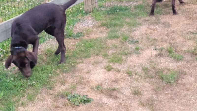 Oxford Area Recreation Dog Park - Oxford, PA